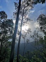 Die Baumkrone vom Lorbeerbaum