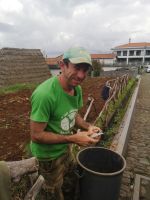 So wird Süßkartoffel vorbereitet zum pflanzen...