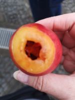 Man ißt den Inhalt, der 