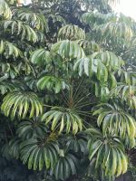 Man könnte es als Fototapette auch verwenden, oder?