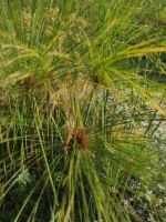 Grün sind die Blätter....