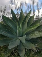 Pflanzliche Messenger 