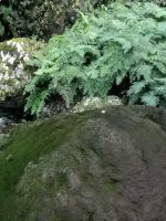 Ein Bildrätsel: entdeckst du den Vogel?