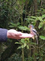 Nach 100 g Brot und quantum Geduld - der ißt aus der Hand 