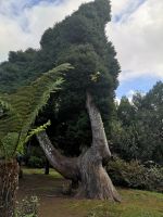 Ein Urgestein zwischen den Bäumen...