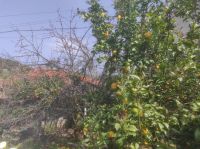 Zitronen und Orangenblüte 