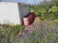 Lavendelfeld bei Landhaus