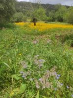 Abstieg ..Sonne & blumige Obstwiese