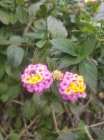 Blumenpracht auf dem Weg 