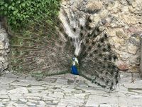 Lissabon - Castle of Sao Jorge
