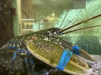 Lissabon - Seafood Restaurant 