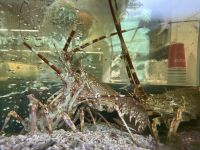 Lissabon - Seafood Restaurant 