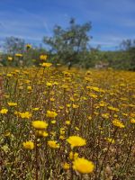 Blumenmeer im Naturschutzgebiet Rocha da Pena