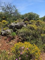 Naturschutzgebiet Rocha da Pena (5)