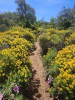 Naturschutzgebiet Rocha da Pena (4)