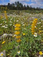 Blumenmeer auf dem Gipfel