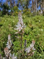 Blumenmeer am Wanderweg