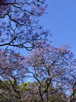 Jacarandabluete im Mai