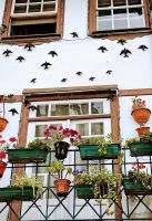 Schwalben - Symbol der Heimat und Treue