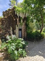 Wisteria im Park Quinta de Regaleira