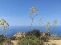 Fenchel am Cabo de Sao Vicente  