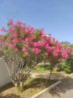 Blütenpracht wohin man sieht 