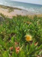 Fischerweg in Portugal 