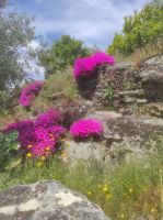 Blütenpracht in den Weinbergen 