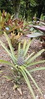 Insel Sao Miguel, Terra Nostra Park, Freiland Ananas