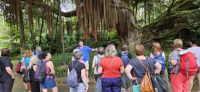 Insel Sao Miguel, Terra Nostra Park, Neuseeländischer Eisenholzbaum