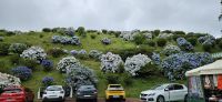 Insel Sao Miguel, Hortensiengarten am Pico do Ferro