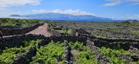 Insel Pico, UNESCO Weltkulturerbe Weinbaugebiet