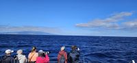 Whalwatching zwischen den Inseln Faial-Pico-Sao Jorge