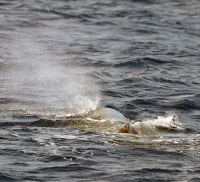 SpermWhale-WWA-20250726-Pottwal