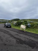 Kuh kreuzt die Straße