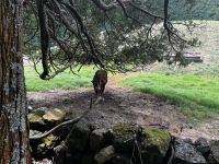 Bulle auf Weide im Krater