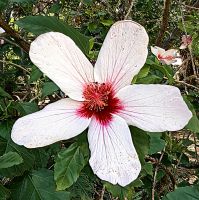 Der Hibiskus blüht