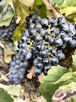 Leckere Trauben für die einzigartigen Weine 