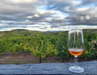 Wir verkosten den hier oben typischen Muskatello