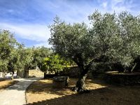 Auch Olivenbäume gehören auf ein Weingut