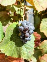 Portweintrauben in Pinhao