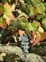 Alle Portweine werden aus verschiedenen Rebsorten hergestellt