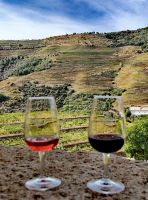 Porto Probe in der Quinta da Roeda in Pinhao