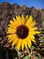 Sonnenblumen finden hier optimale Bedingungen