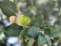 Steineiche mit Frucht