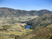 Blick über die Olivenhaine auf den Douro