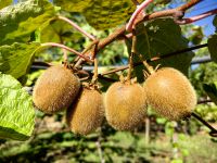 Im Garten reifen die Kiwis, Mateusgärten