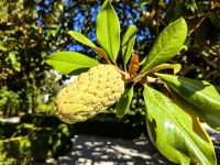Fruchtstand der Magnolia grandiflora