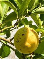 Zitronen im Mateusgarten