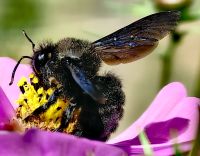 Eine blauschwarze Holzbiene schwirrt im Garten des Mateuspalastes umher